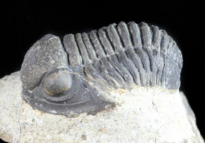 Bargain, Gerastos Trilobite Fossil - Morocco #57632